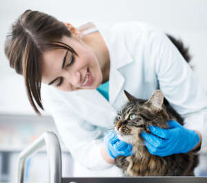 veterinaria 2