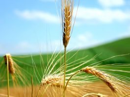 assicurazione agricola