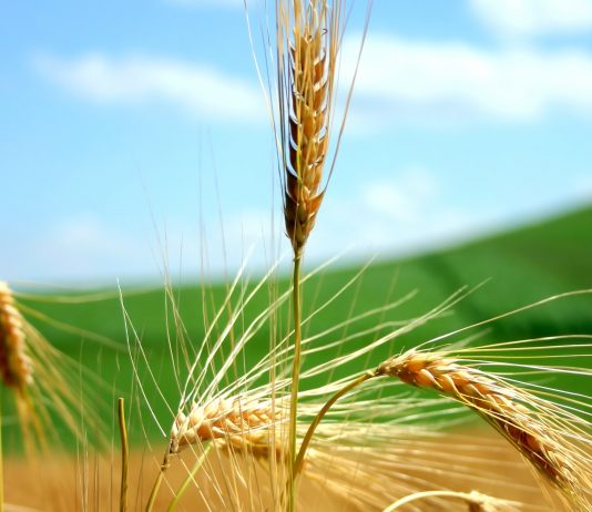 assicurazione agricola